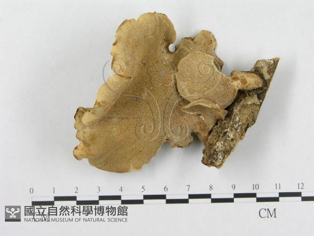 多孔菌屬藏品圖，第1張