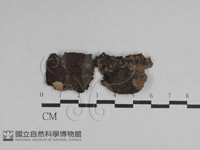 登錄號:F0029673藏品圖，第1張