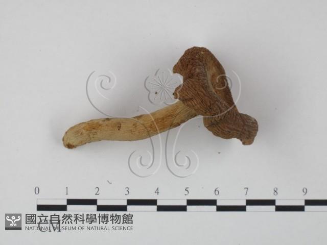 登錄號:F0009673藏品圖，第1張