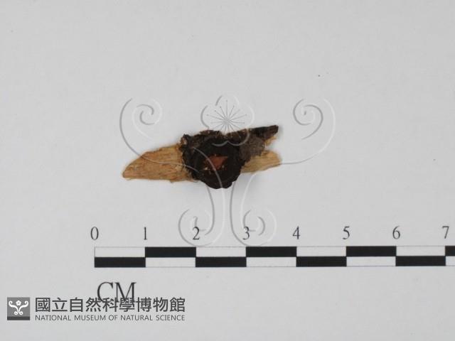 登錄號:F0019673藏品圖，第1張