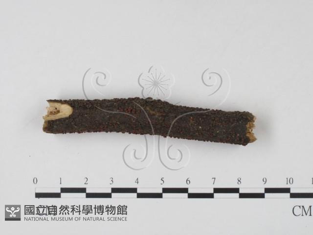 登錄號:F0003673藏品圖，第1張