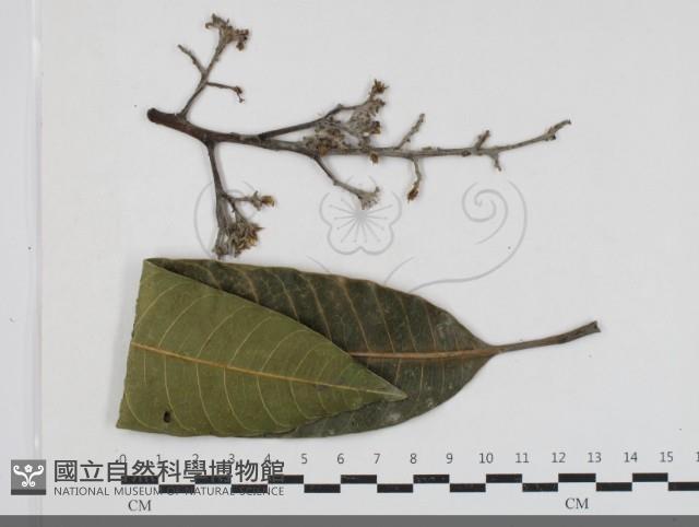 登錄號:F0033673藏品圖，第1張