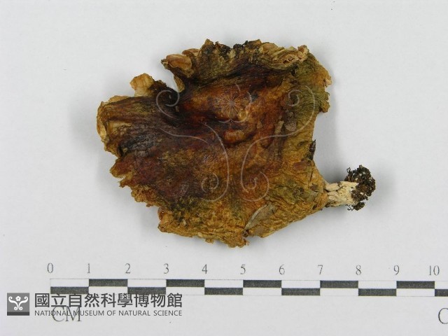 登錄號:F0008473藏品圖，第1張