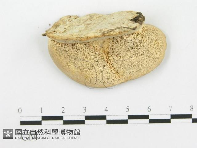 登錄號:F0020473藏品圖，第1張