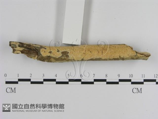 登錄號:F0000473藏品圖，第1張