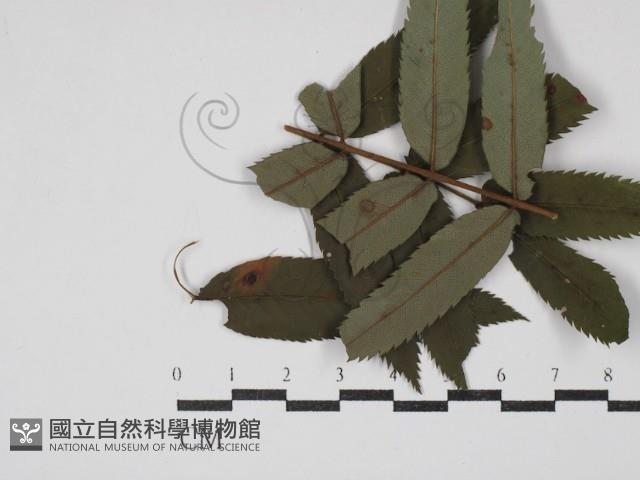 登錄號:F0030473藏品圖，第1張