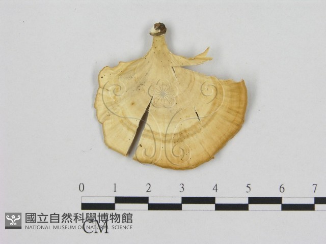 登錄號:F0006473藏品圖，第1張