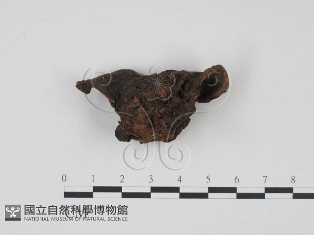 登錄號:F0016473藏品圖，第1張