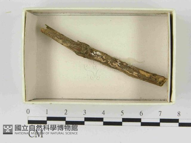 登錄號:F0021473藏品圖，第1張