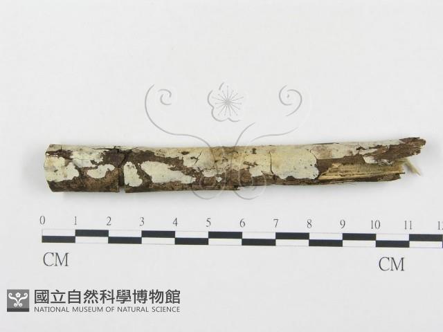 登錄號:F0001473藏品圖，第1張