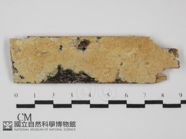 登錄號:F0031473藏品圖，第1張