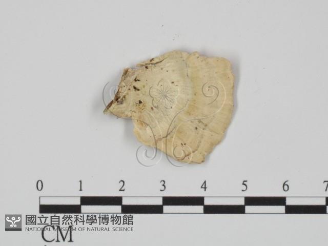 附毛菌屬藏品圖，第1張