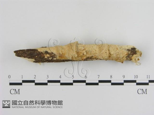 登錄號:F0002473藏品圖，第1張