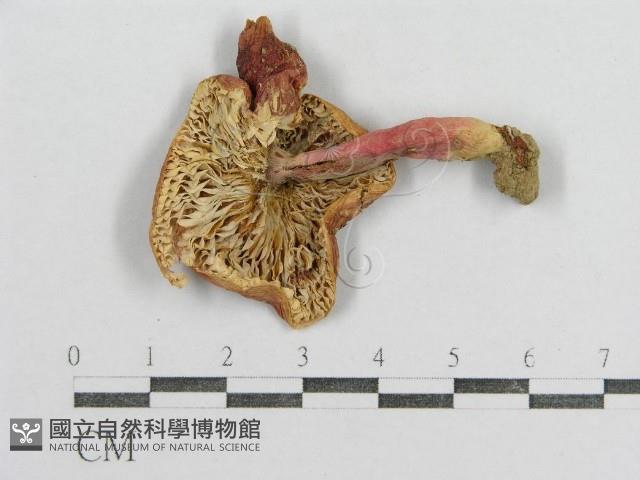 紅菇屬藏品圖，第1張