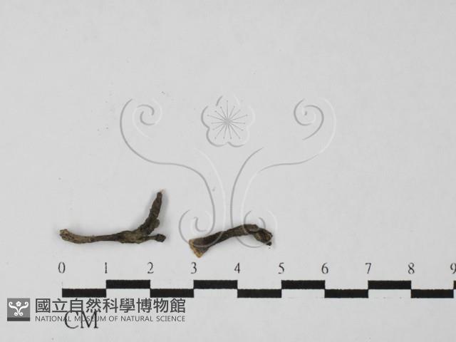 炭角菌屬藏品圖，第1張