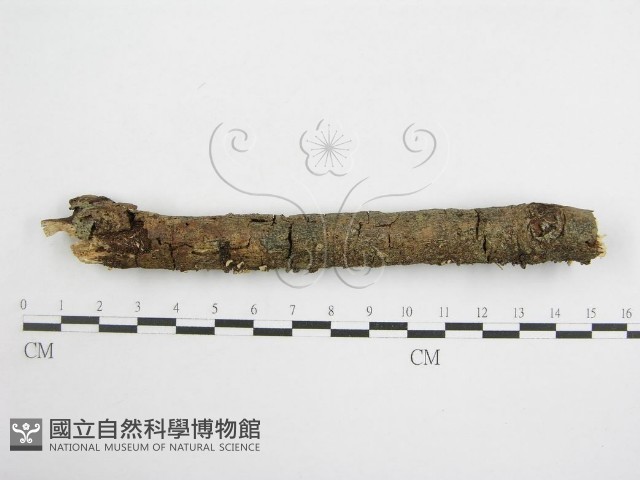 登錄號:F0007473藏品圖，第1張