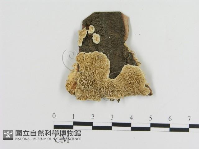 登錄號:F0017473藏品圖，第1張