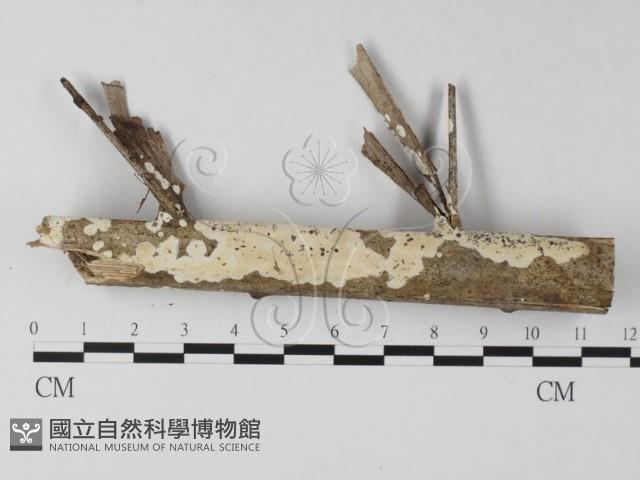 登錄號:F0025473藏品圖，第1張