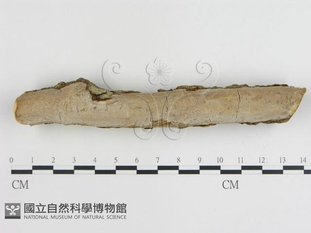 登錄號:F0015473藏品圖，第1張