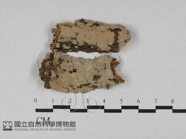 筍殼菌屬藏品圖，第1張