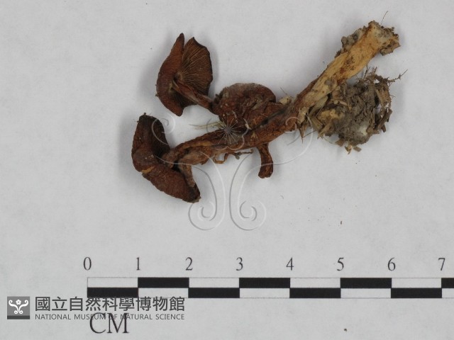 登錄號:F0023473藏品圖，第1張