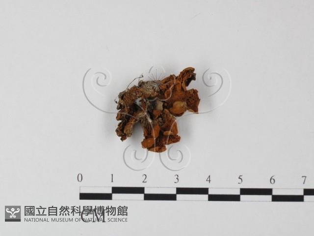登錄號:F0013473藏品圖，第1張