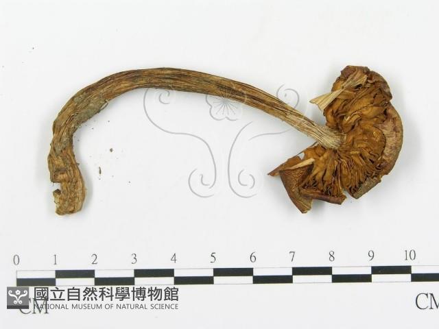 登錄號:F0010773藏品圖，第1張