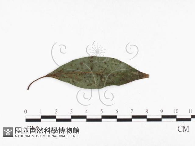 登錄號:F0026773藏品圖，第1張