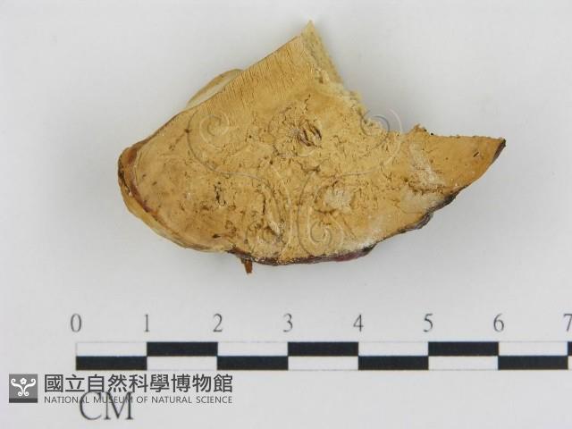 松生擬層孔菌藏品圖，第1張