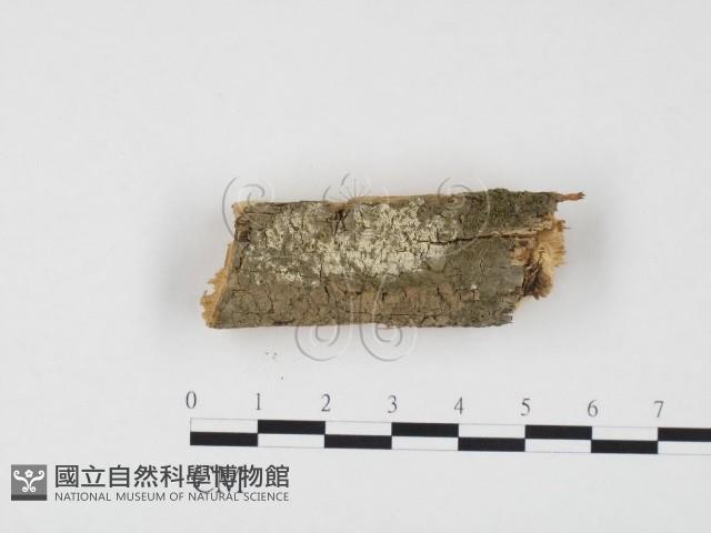 冇骨消絲齒菌藏品圖，第1張
