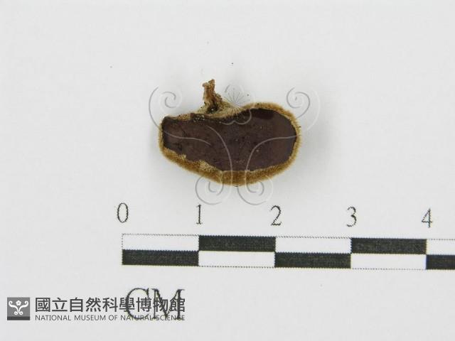 毛木耳藏品圖，第1張
