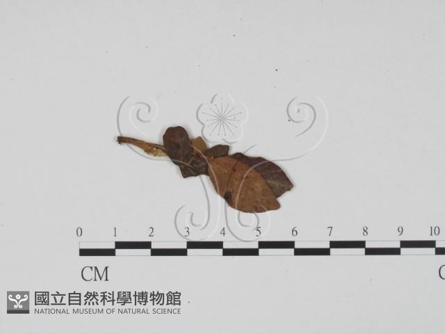 登錄號:F0011773藏品圖，第1張