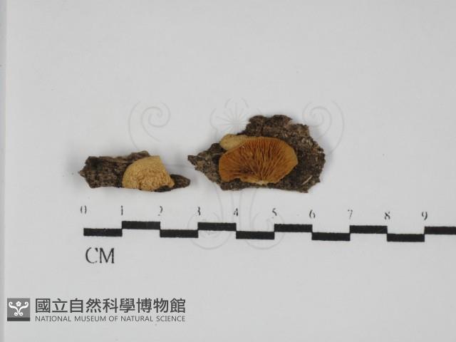 登錄號:F0031773藏品圖，第1張