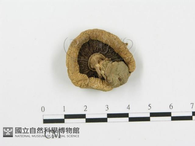 四孢蘑菇藏品圖，第1張