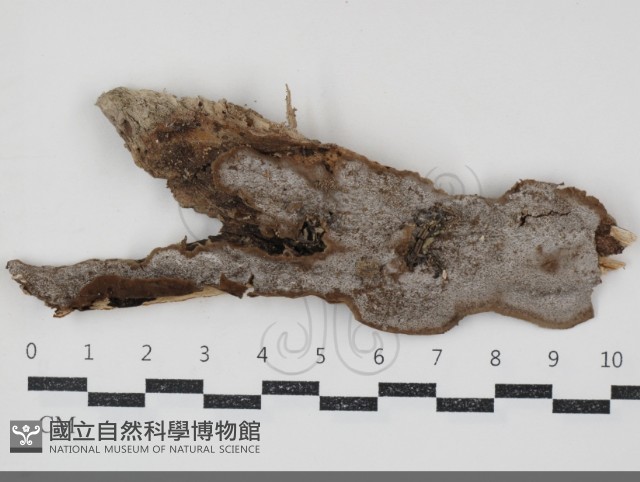 登錄號:F0034773藏品圖，第1張