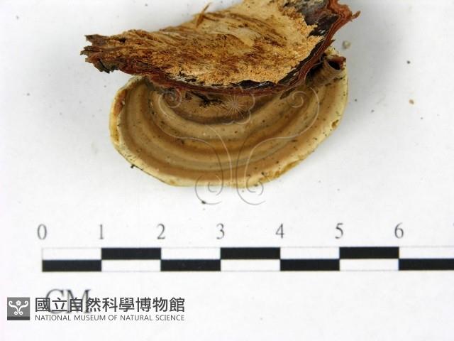 登錄號:F0022773藏品圖，第1張