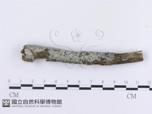 登錄號:F0012773藏品圖，第1張