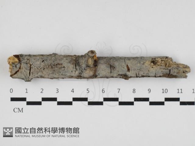 登錄號:F0032773藏品圖，第1張