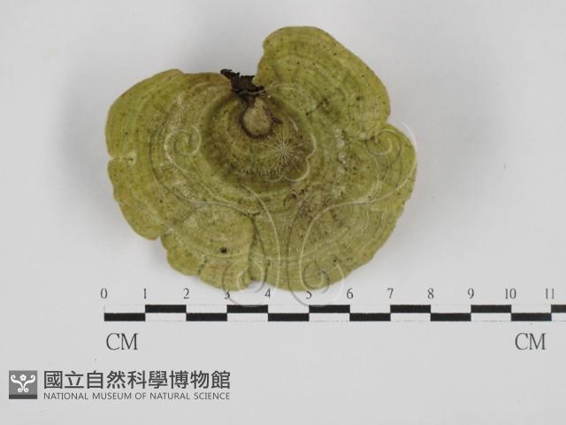 栓菌屬藏品圖，第1張