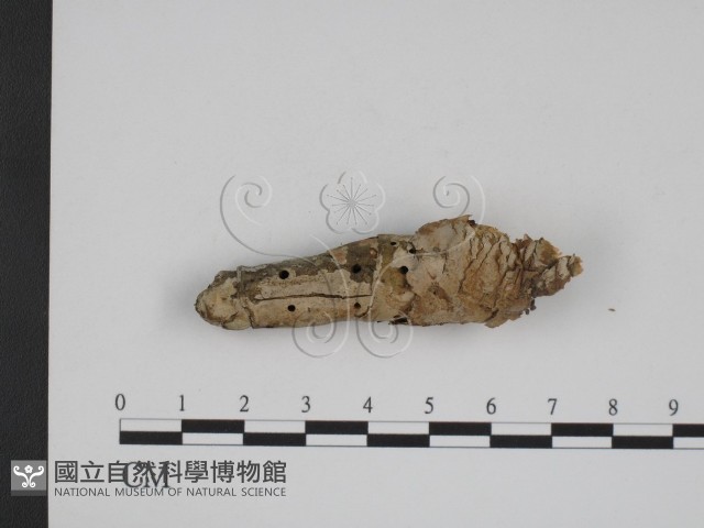 登錄號:F0007773藏品圖，第1張