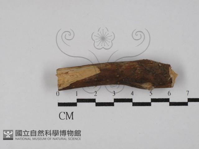 登錄號:F0029773藏品圖，第1張