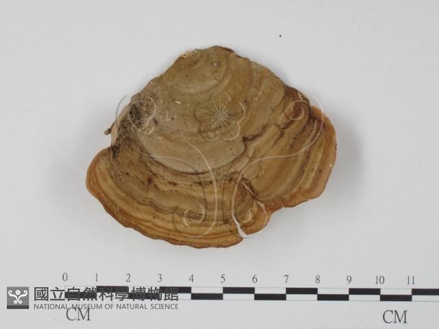 登錄號:F0009773藏品圖，第1張