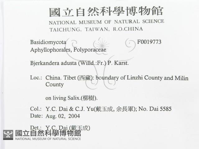 煙管菌藏品圖，第3張