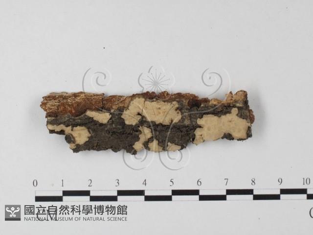 登錄號:F0023773藏品圖，第1張