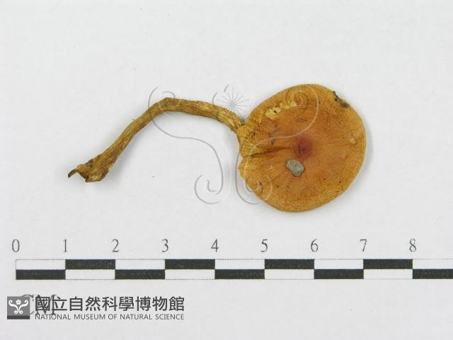 登錄號:F0003773藏品圖，第1張