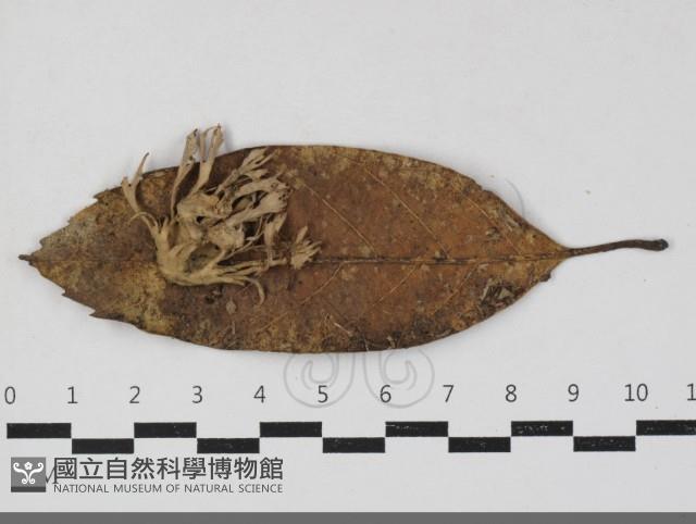 棕色革菌藏品圖，第1張