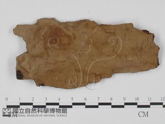 刺革菌屬藏品圖，第1張