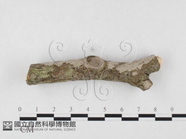 筍殼菌屬藏品圖，第1張