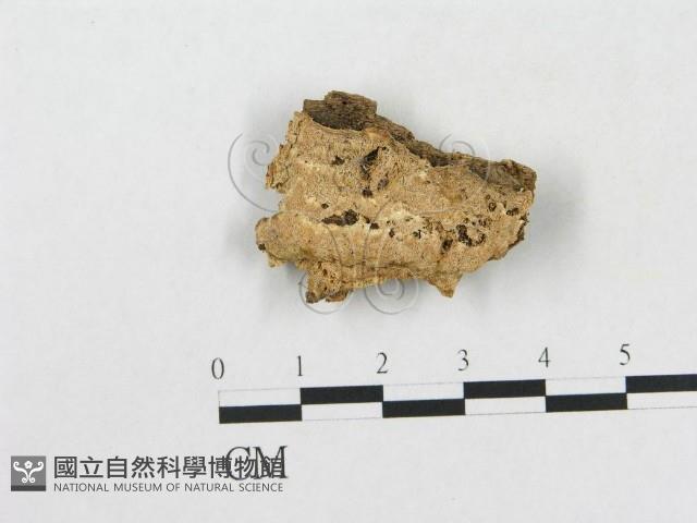 登錄號:F0006573藏品圖，第1張