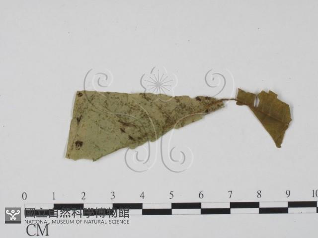 登錄號:F0016573藏品圖，第1張